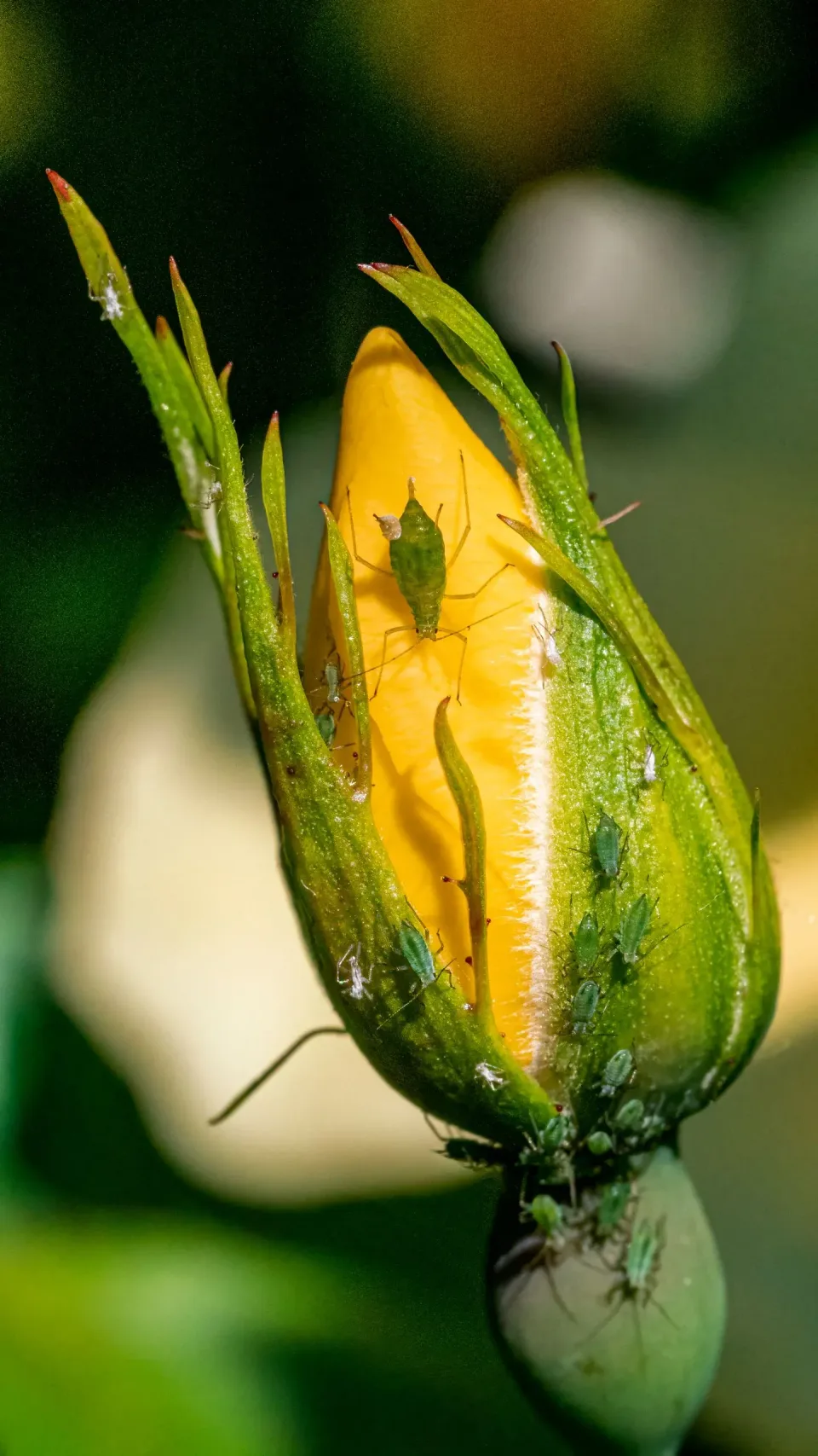 Aphids — Pest Control